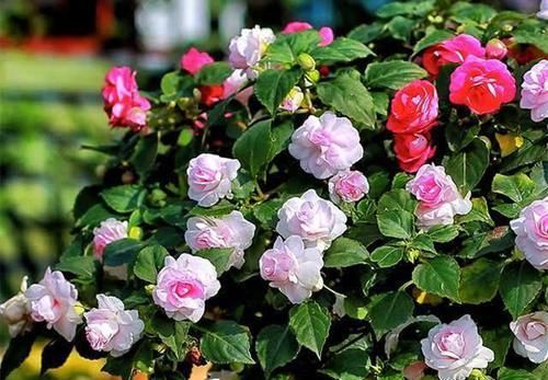  #空气湿度#北方养茶花，没有那么难，做好4点，朵朵娇滴滴“比手大”