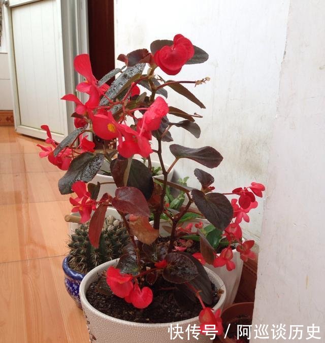 「值得」花期最长的盆栽花,一年四季花不断,被誉为开花机器,很值得拥有