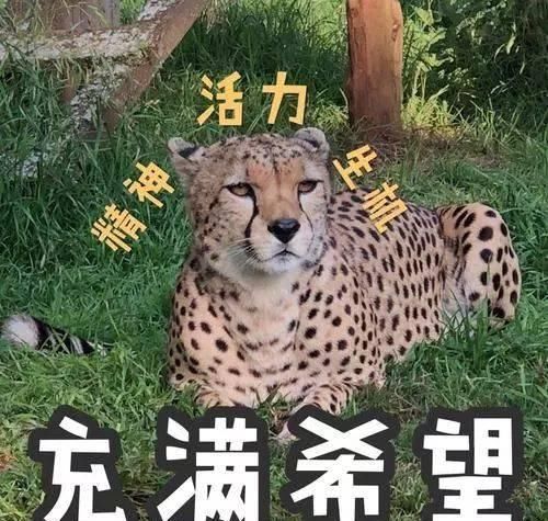  『搭配』你的外套还不换吗开春必备的4款外套时髦炸了