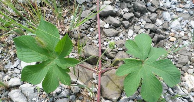  除掉@此物若长在您家路旁，切勿除掉，要重视，因为价值太高了