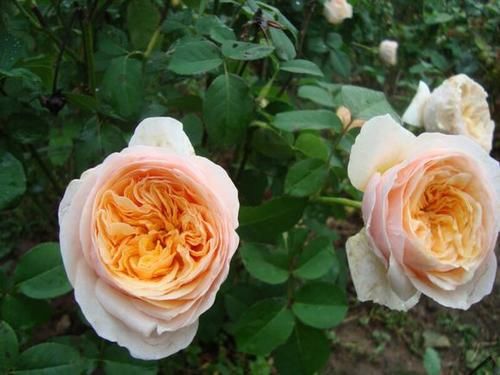  #养护#此款世界名花，开花漂亮，养护容易，是家庭盆栽佳品！
