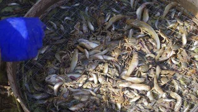  #白条鱼#30年前一捞几十斤，如今却成稀罕货，60元一斤都说奢侈