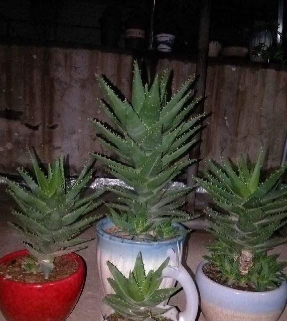  #种植#芦荟开花意味着什么?很多花友不知道!