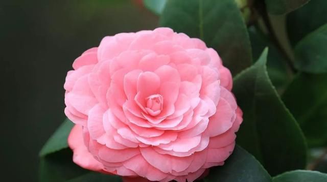 『碗口』茶花开花小是什么原因?做好这几点花朵“大如碗口”!