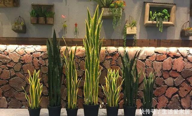 『花卉植物』不会养花?照着这“3点”做,准没错,阳台变花海,成小森林