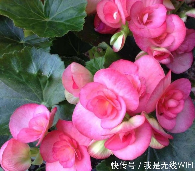 养护|4种花爱开花,一开就是300多天,花朵漂亮,美爆阳台!
