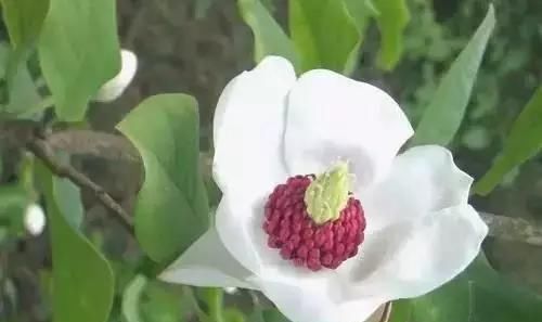  『州市』全国56市市花，你认识多少?