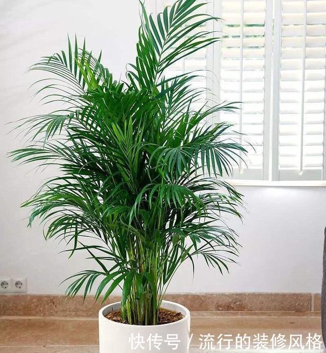  [油绿]散尾葵过冬，注意1个“小细节”，叶片油绿发亮，蹭蹭长到两米高