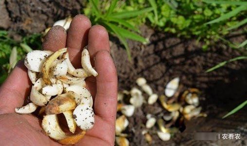  [野地]过去野地里泛滥，现成高价经济作物，有农民靠它发家，25元一斤