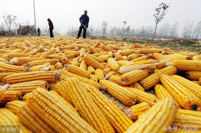 农民朋友快来看看近期东北各地玉米报价！