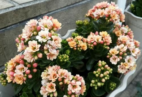  长寿：长寿花只长叶不开花？注意这几点，一年能开200多天！