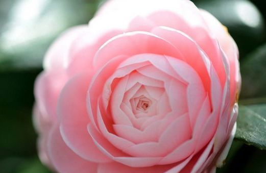 以下植物,四季开花不断,观赏价值高,还可做盆景,很值得拥有