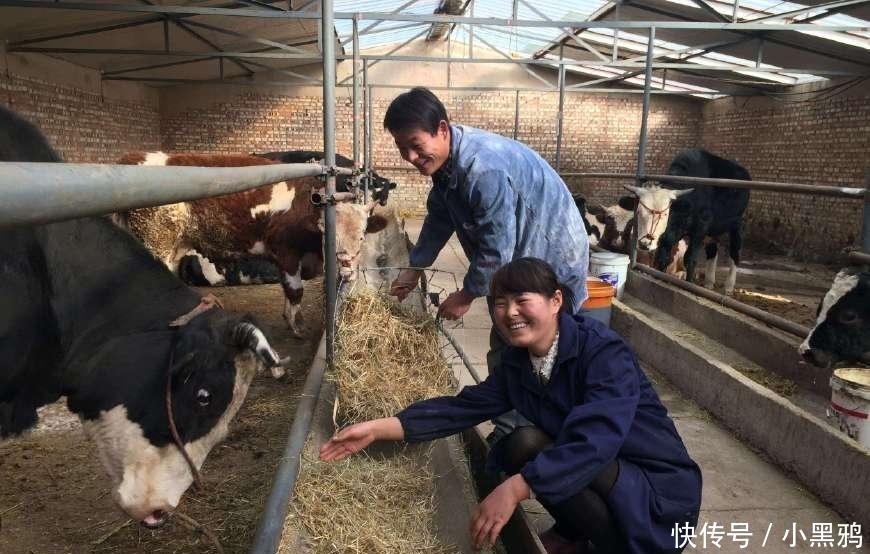 农村“禁养”开始, 猪圈、鸡窝、牛棚都要拆, 农民要早点打算