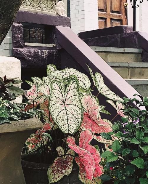  【环境下】不想家里养的植物看着太单调，养一盆五彩芋就会能改变