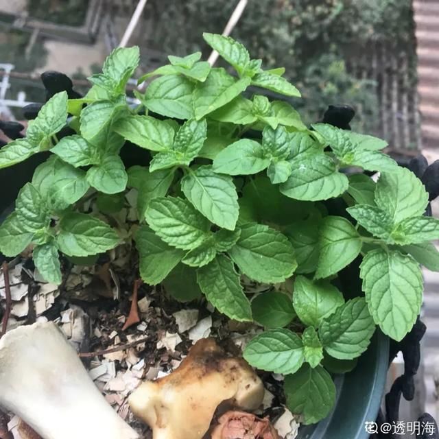 『薄荷的叶片』薄荷养厨房,掐一把就能做菜吃,越晒太阳越爆盆!
