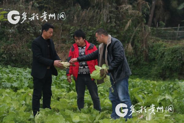 沿河洪渡镇皂角村:一个深度贫困村的变迁