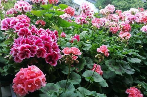  #关键点#春天养护天竺葵，把握这几个关键点，开花满枝头！