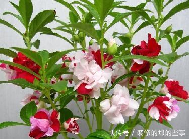 『妖娆』喜欢在家中养护花卉,就选择花期长,开花优美妖娆的3种花卉,美