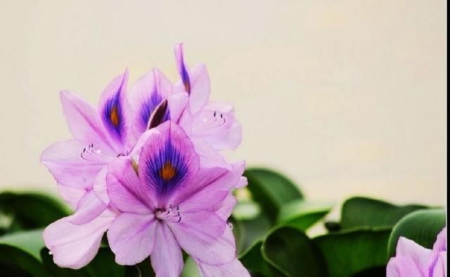  邻居■神奇！邻居送了一棵苗，随手种在花园，长疯了！