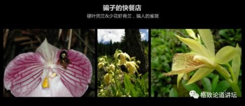  【一无所知】兰花是“骗子”？猪笼草是“坐便器”？或许你对植物的智慧一无所知