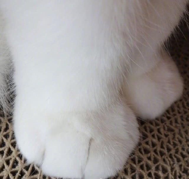  『余生』养着这样一只白白的小猫仔，粉粉的肉垫垫，萌爪爪，度过余生
