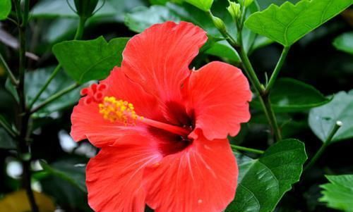  『室内』这些花，花和叶子很好看，适合室内养