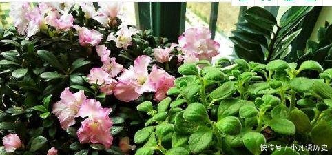 技巧■给花浇水有技巧,什么是干透什么是浇透其实很好掌握!