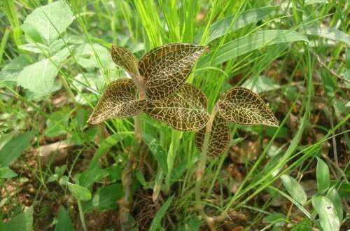 这野味一斤1200元，野生的非常稀有，如今人工种植的也不多