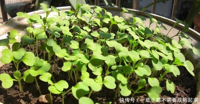  「适合」最适合用盆栽种植的蔬菜，种上一回，天天采摘！