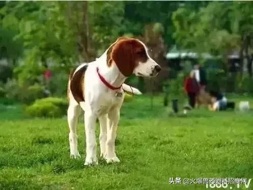 对不起，我回去当农民了！中国即将实行三权分置