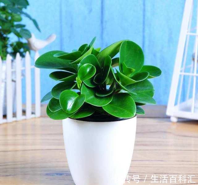  [精致]碧玉属于小型盆栽，精致小巧可爱，碧玉枝叶稀疏是怎么回事？