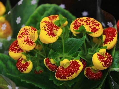 『富贵』喜欢养花,不如养盆荷包花,花开似荷包,寓意富贵吉祥,艳丽多姿