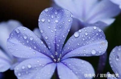 #开成#这花长得巴掌大,越晒花越多,一不小心就开成瀑布