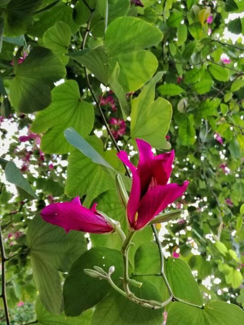 『观赏树木』红花羊蹄甲是美丽的观赏树木，花大，紫红色，花香
