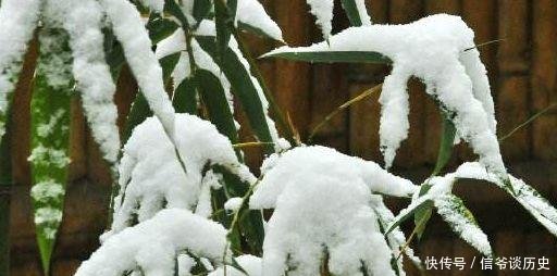  「冬日」雪竹，就是最美的冬日诗词