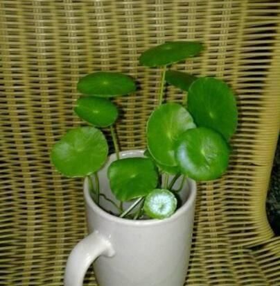  铜钱草■这2种绿植，找一个玻璃瓶就能养，3个月长满瓶，绿油油清新养眼