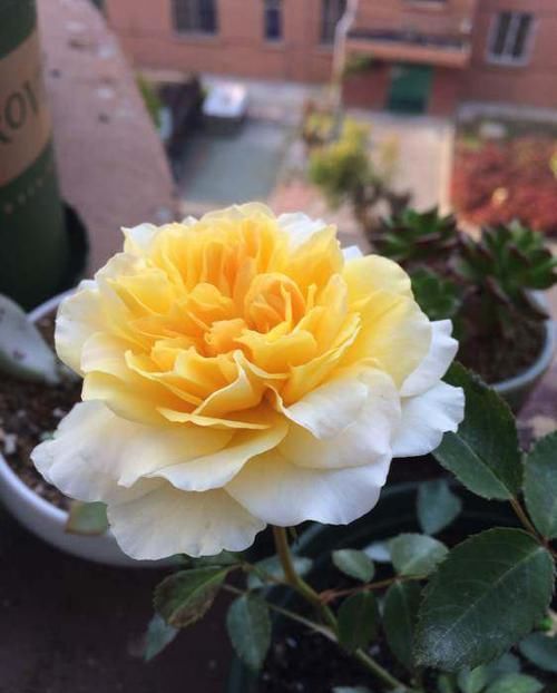  #果汁阳台#喜欢玫瑰，不如养盆“珍奇菊花”盘龙彩桂，似白玉藕粉，分外妖娆