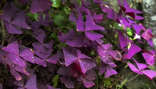  『比花朵还』这4种耐阴花，“叶子”比花朵“更值钱”，北房间“没光”也能养