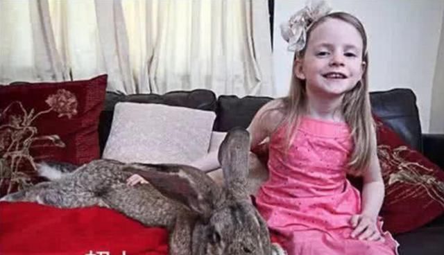  偶遇■野外偶遇一只受伤的兔子，女儿当宠物养了一年怎么变成野猪啦