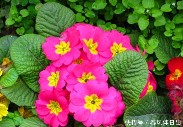  [冬季]它是世界上非常流行的冬季盆花，养护好元旦春节都可看花，真美