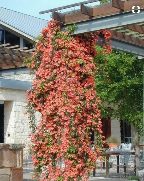  『植物』太美了！这些爬藤植物，一棵就能爬满窗户和墙，邻居看了都羡慕！