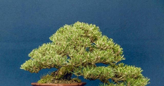 『头晕』家中有老人最好避免养护这些植物,头晕胸闷可不是闹着玩的!