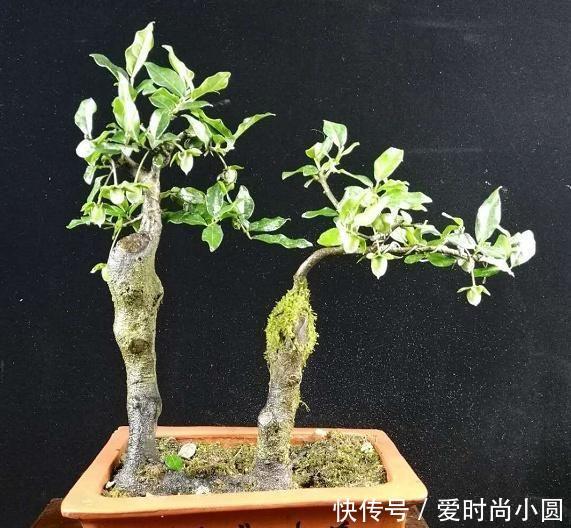 2019盆景大师最新佳作欣赏，树干伏俯而旁逸，姿态灵动，意象生动