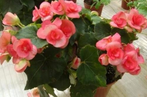  长寿花：阳台养这几朵花，花开不断，花香四溢飘满屋，美