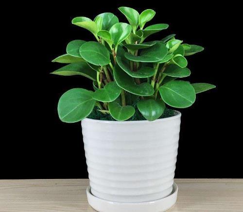 「金钱兜」这4种“高颜值”植物,新年家里一定要养,耐旱易养,2020年发财