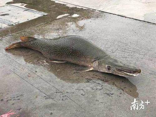 广州白云湖公园“怪鱼”已被捕获，曾引发全城热议