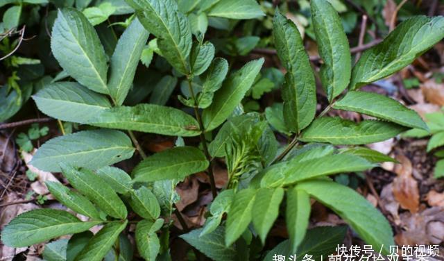 『长于』此种植物常长于房前屋后,曾经被人们所忽视,殊不知可入药