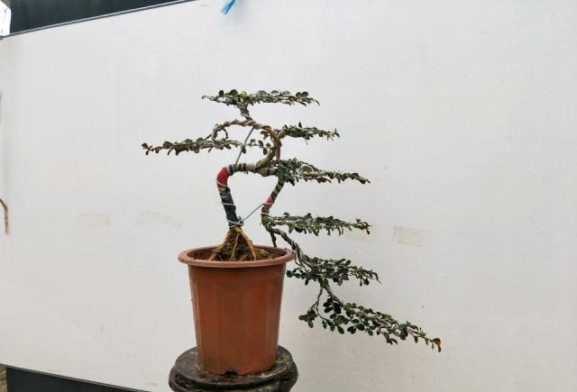  算是■小叶黄杨盆景造型美观层次感强，花蕾去除是要点，算是讲透了