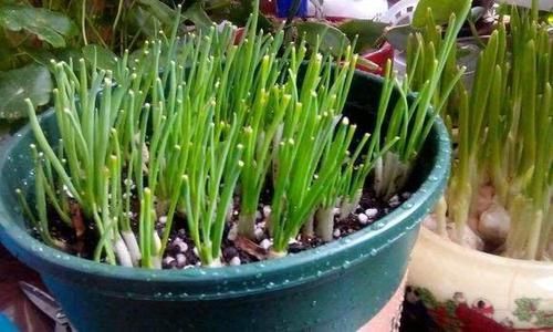  「能供」阳台种菜，用泡沫箱就行，都能供一家人吃了
