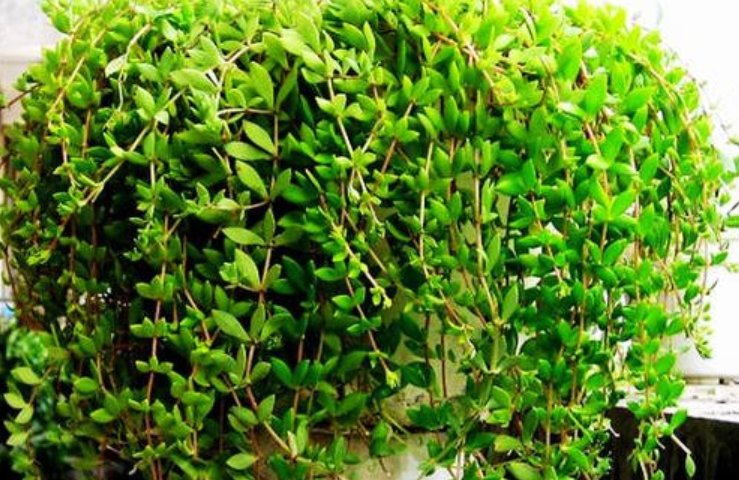 『杂草』这种植物被当作杂草处理,花店老板拔出30棵,一盆卖10元!